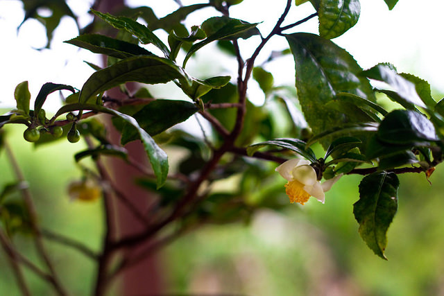 Camellia sinensis