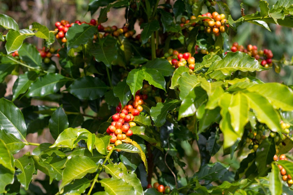 Cachos de café maduro.Foto: Yuri Hayashi