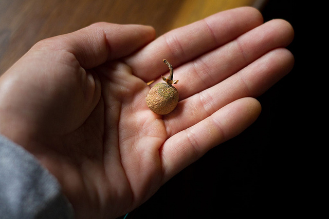 Camellis sinensis - Tea Plant: The Fruit