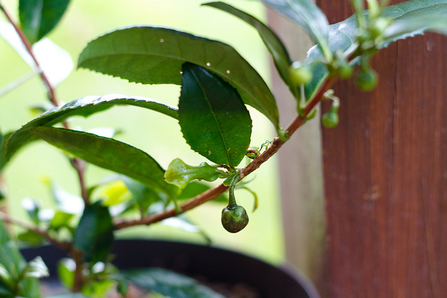Camellia sinensis - Fruto