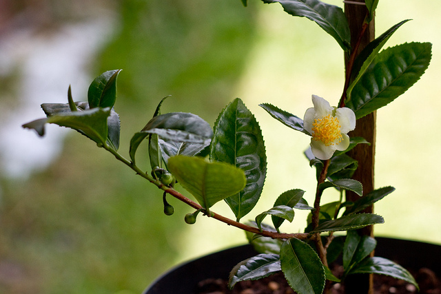 Camellia sinensis by Yuri Hayashi, on Flickr