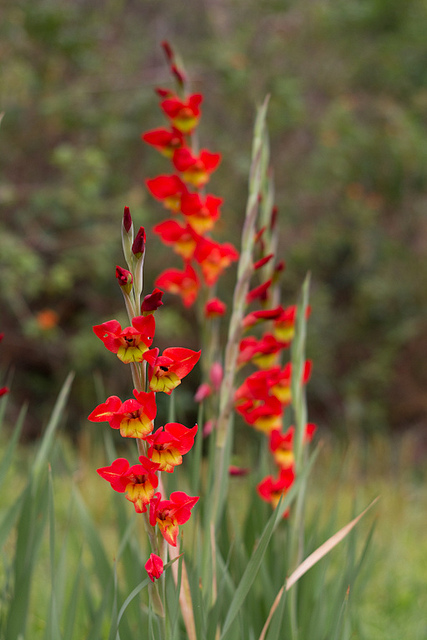 Gladiolus by Yuri Hayashi, on Flickr
