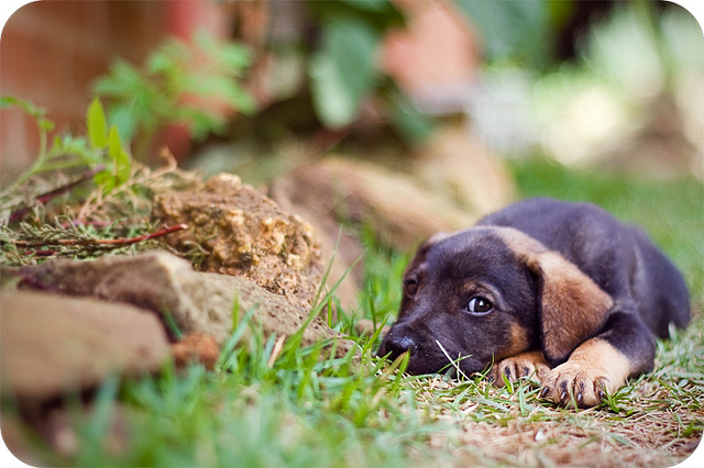 Fidel by Claudio Brisighello, on Flickr