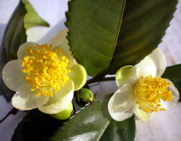 Flor da Camellia Sinensis.Foto: Wikipedia